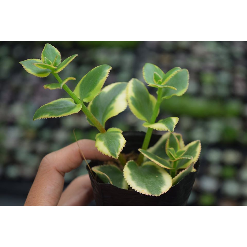 Sen đá lá màu, chất lượng đảm bảo an toàn đến sức khỏe người sử dụng, cam kết hàng đúng mô tả