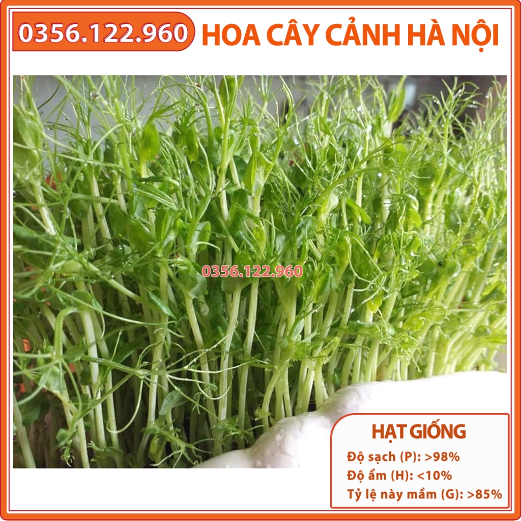 Hạt rau mầm đậu hà lan 100g - Hạt giống chất lượng tốt, giá rẻ
