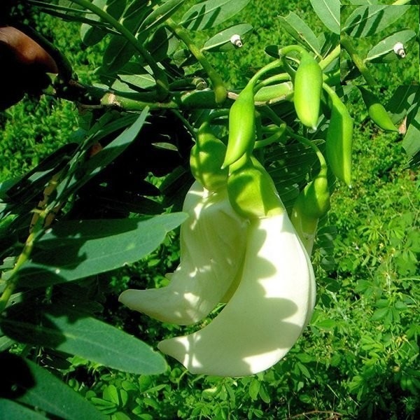 [HCM]Hạt Bông So Đũa Trắng - Gói 2 Gram