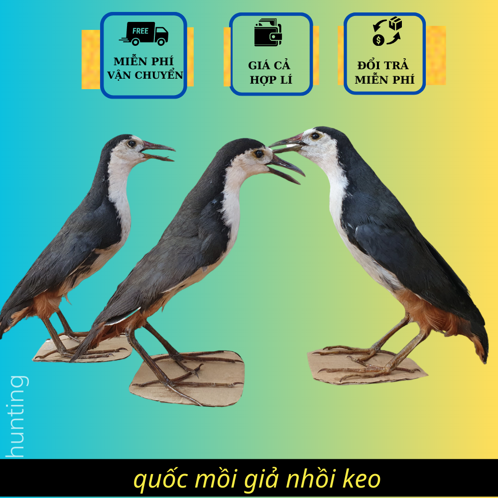 Chim mồi giả, Quốc giả nhồi keo lông mượt, mắt sáng hoàn thiện chất lượng như chim thật , hàng mới 2023