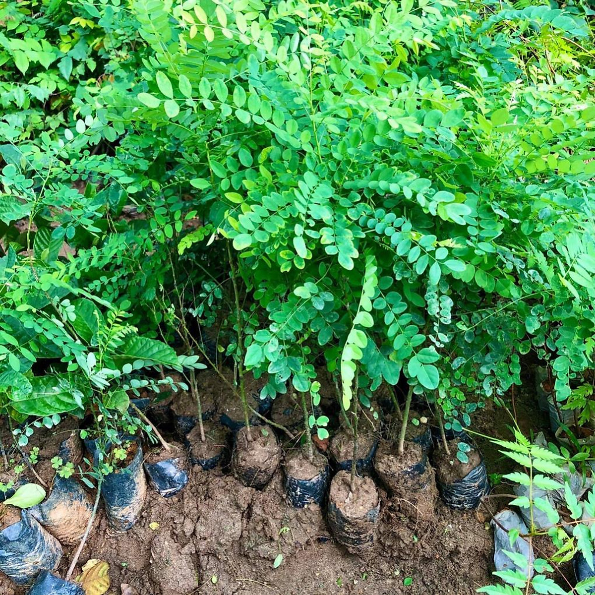 Cây hoa hoè giống cao 40cm