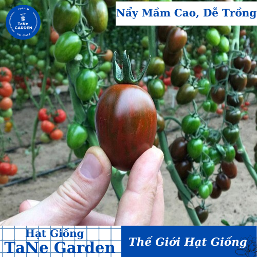 50h hạt giống cà chua chocolate - tane garden