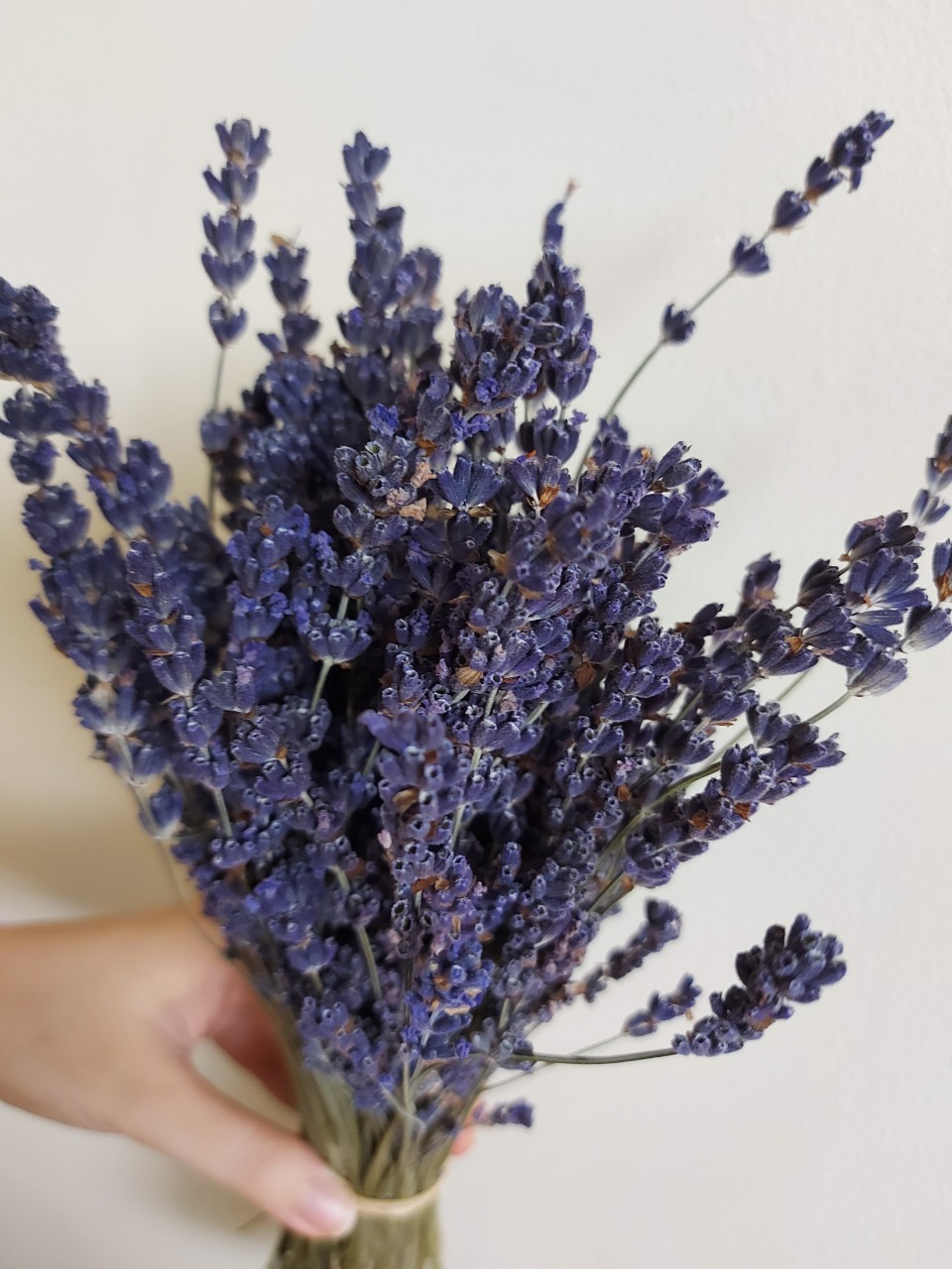 Bó Lavender khô Pháp 300 cành