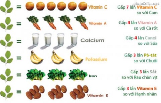 Cây giống chùm ngây Moringa cao 20cm