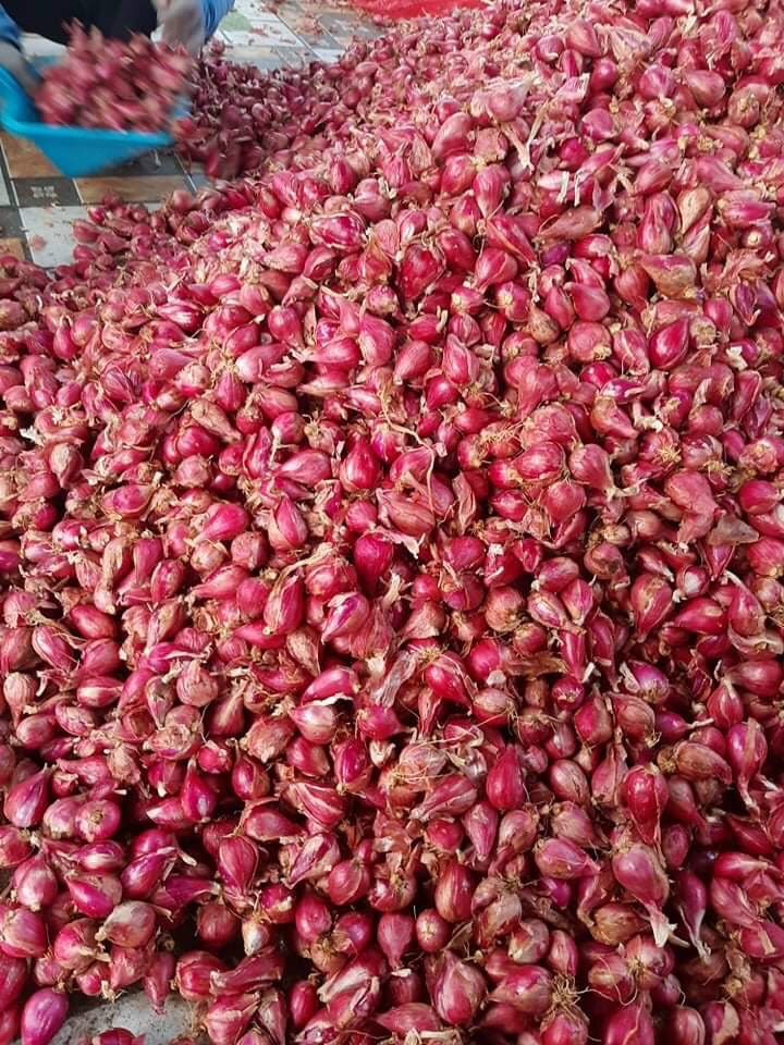 HÀNH TÍM CỦ CHẮC, PHI THƠM NGỌT.