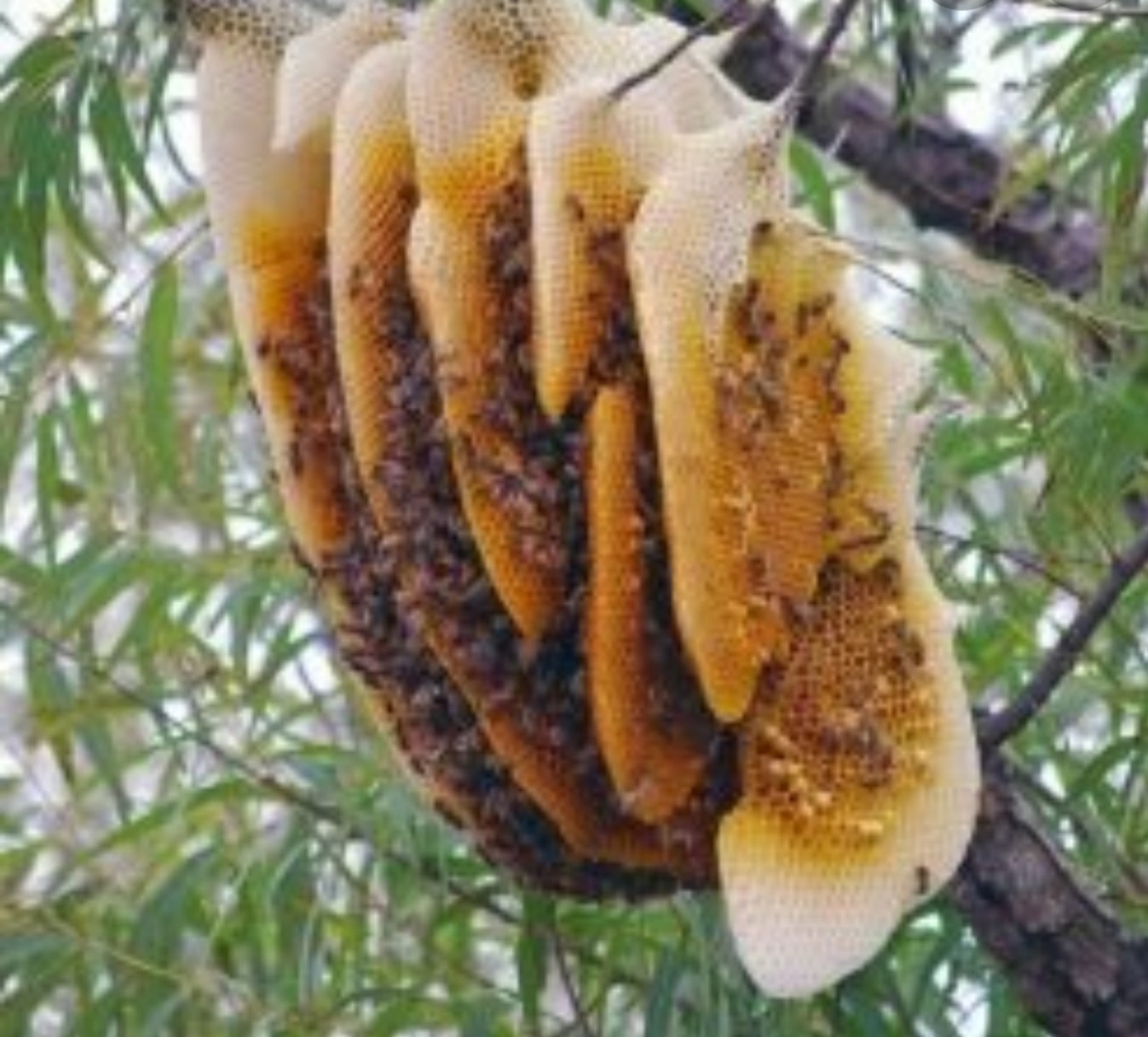 Mật ong rừng nguyên chất