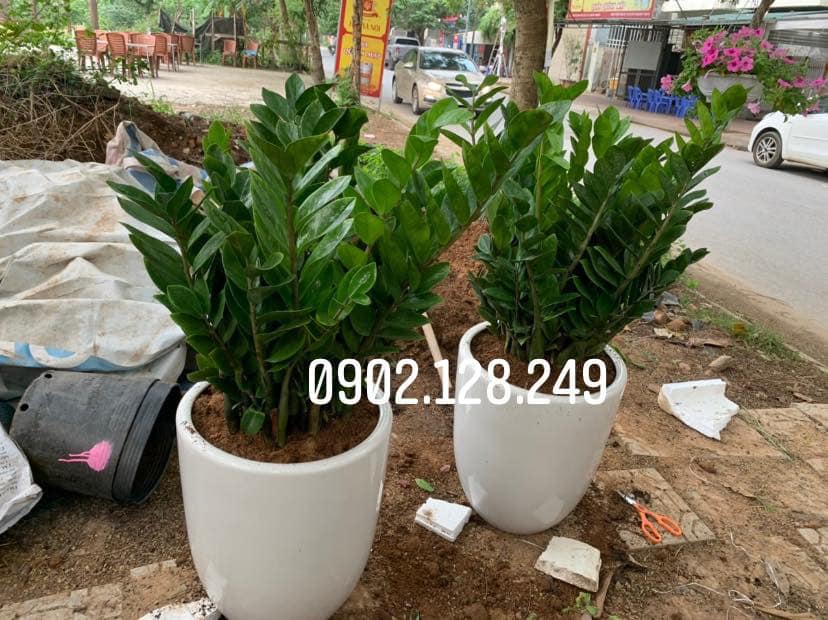 Cây Kim Tiền,- Cây Kim Phát Tài Size To Để Góc Nhà Chậu Nhựa