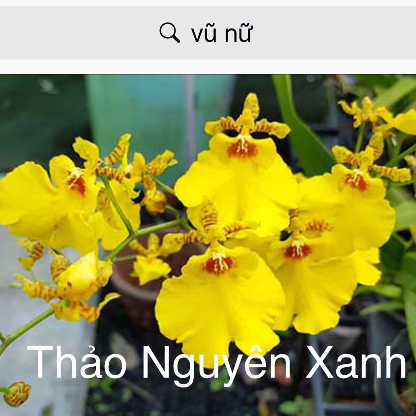 [HCM]Vũ Nữ Hoa Vàng