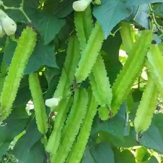 Hạt giống Đậu Rồng Cao Sản 20g