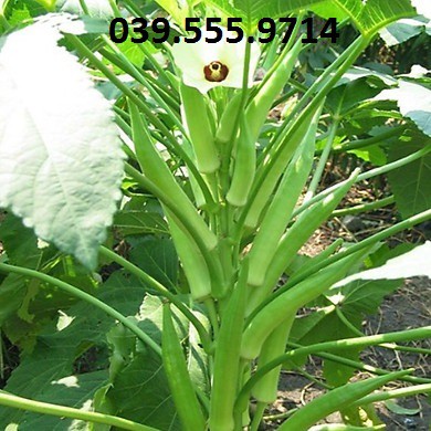 Hạt giống đậu bắp xanh ấn độ – 10gram