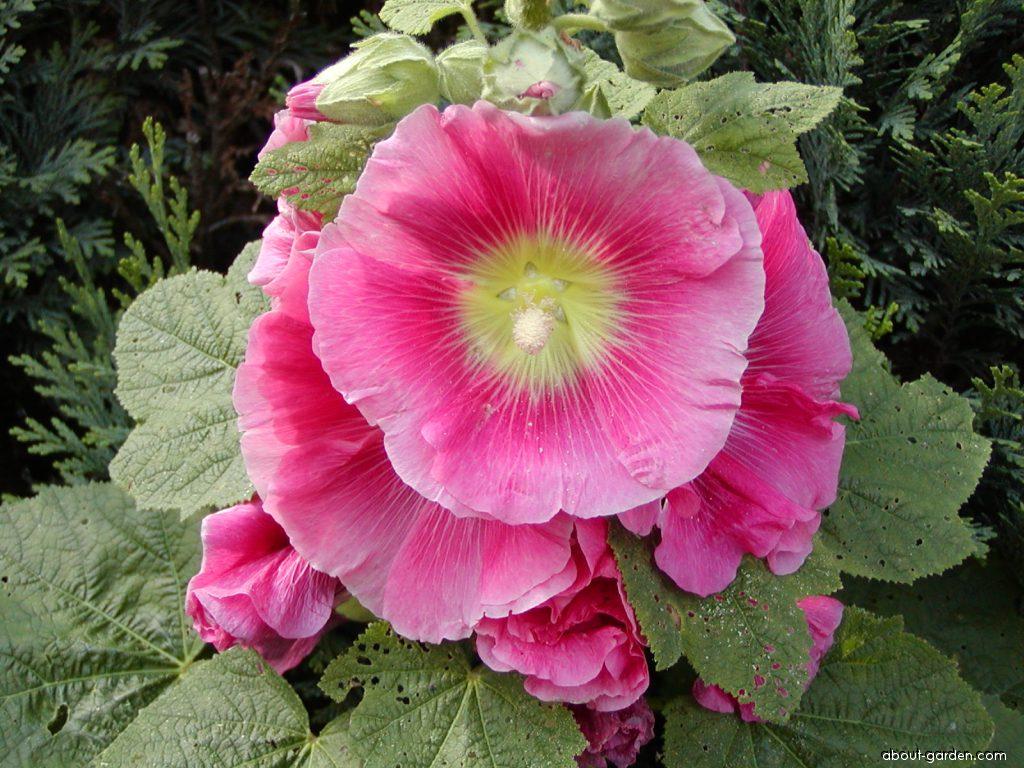 [HCM]Hạt giống hoa mãn đình hồng - tặng gói hạt giống ngẫu nhiên