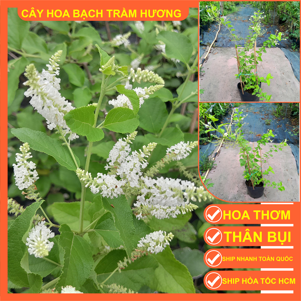 (HCM-Hình cuối) Cây Bạch Trầm Hương hoa thơm, hoa quanh năm mang may mắn tài lộc, bình an trong cuộc sống.