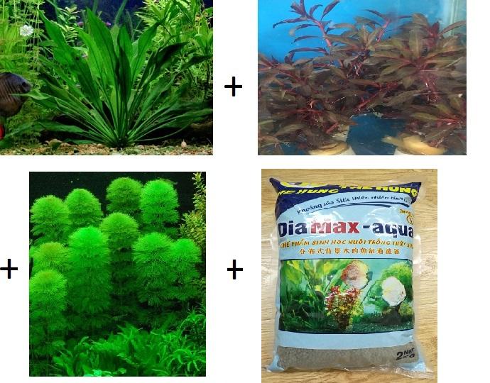 Combo 3 loại cây thủy sinh và 2 gói phân nền diamax loại 2kg