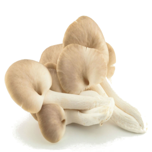 Nấm bào ngư (330g)