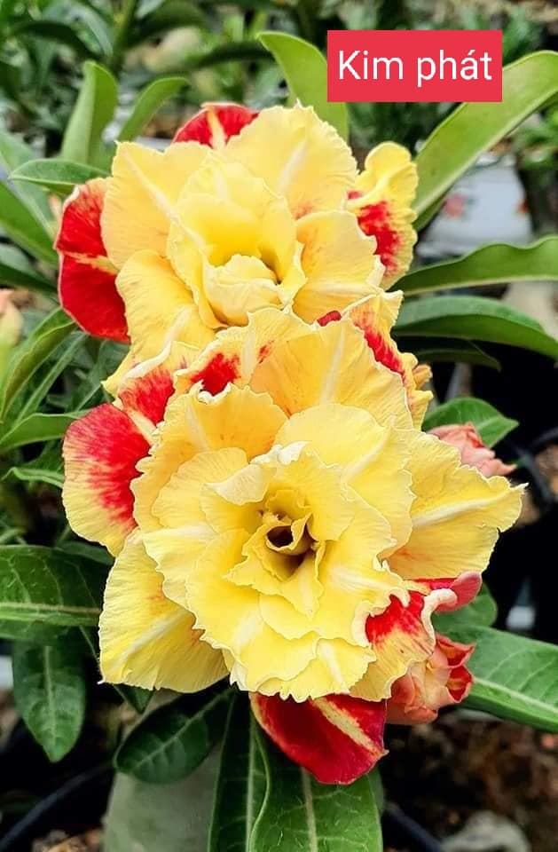 Cây hoa sứ thái giống mới, kim phát, hoa vàng đóm đỏ rực rỡ