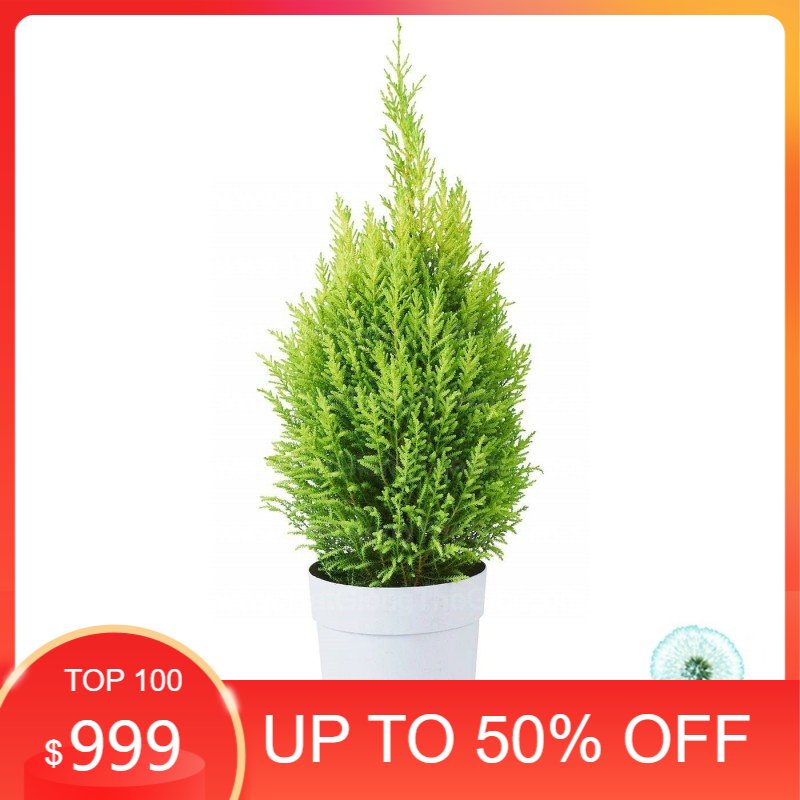 10h hạt giống cây tùng thơm cây thông noel
