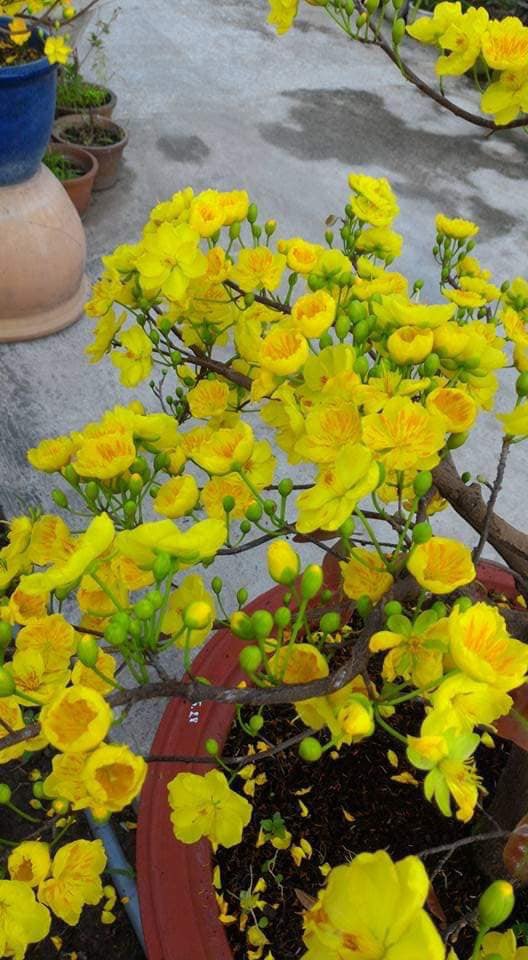 Cây Mai Phú Quý_cây ghép chuẩn