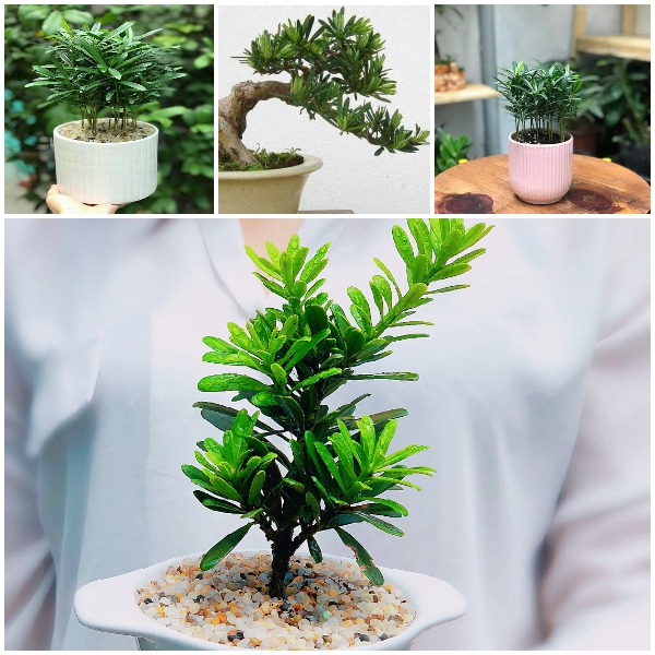 Cây tùng la hán giống cao 30cm