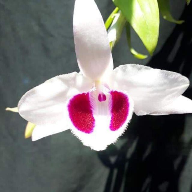 Hoa Lan Giả Hạc Ám Cổ Văn Giang Kie Năm 2