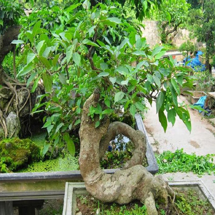 Chậu sung thế, cây mang lại sự sung túc cho gia chủ