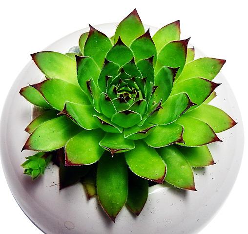 Sen đá phật bà xanh