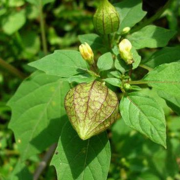 combo 2 ký cây thù lù phơi khô