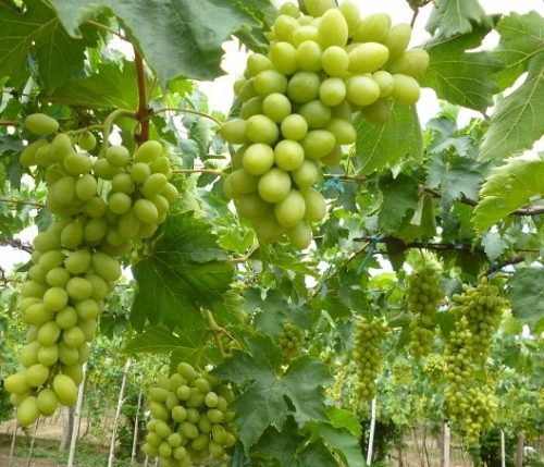 Cây giống nho sữa Hàn Quốc trái xanh siêu ngọt