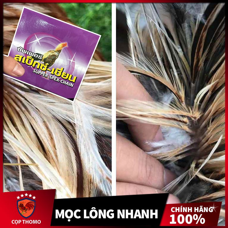Supper spex chain – thuốc kích mọc lông cho gà – kích thích gà mau ra lông – giúp gà nhanh ra lông