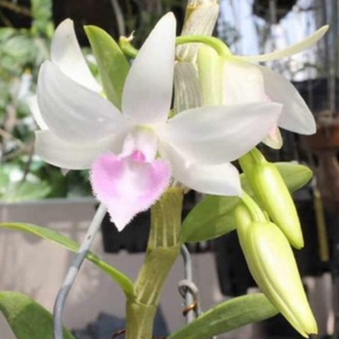 Phi Điệp 5ct Nha trang cây giống tự thụ chậu to