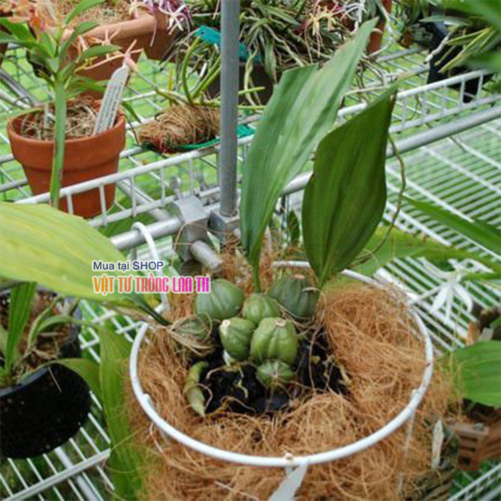Xơ dừa rối giá thể trồng lan cây cảnh - gói 200g