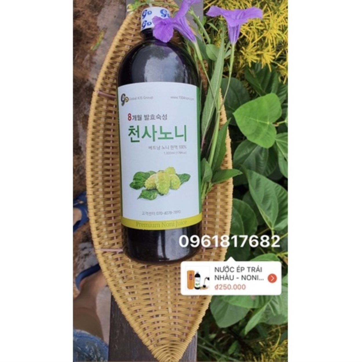 NƯƠC CỐT TRÁI NHÀU TƯƠI -  NONI JUICE HÀNG XUẤT KHẨU