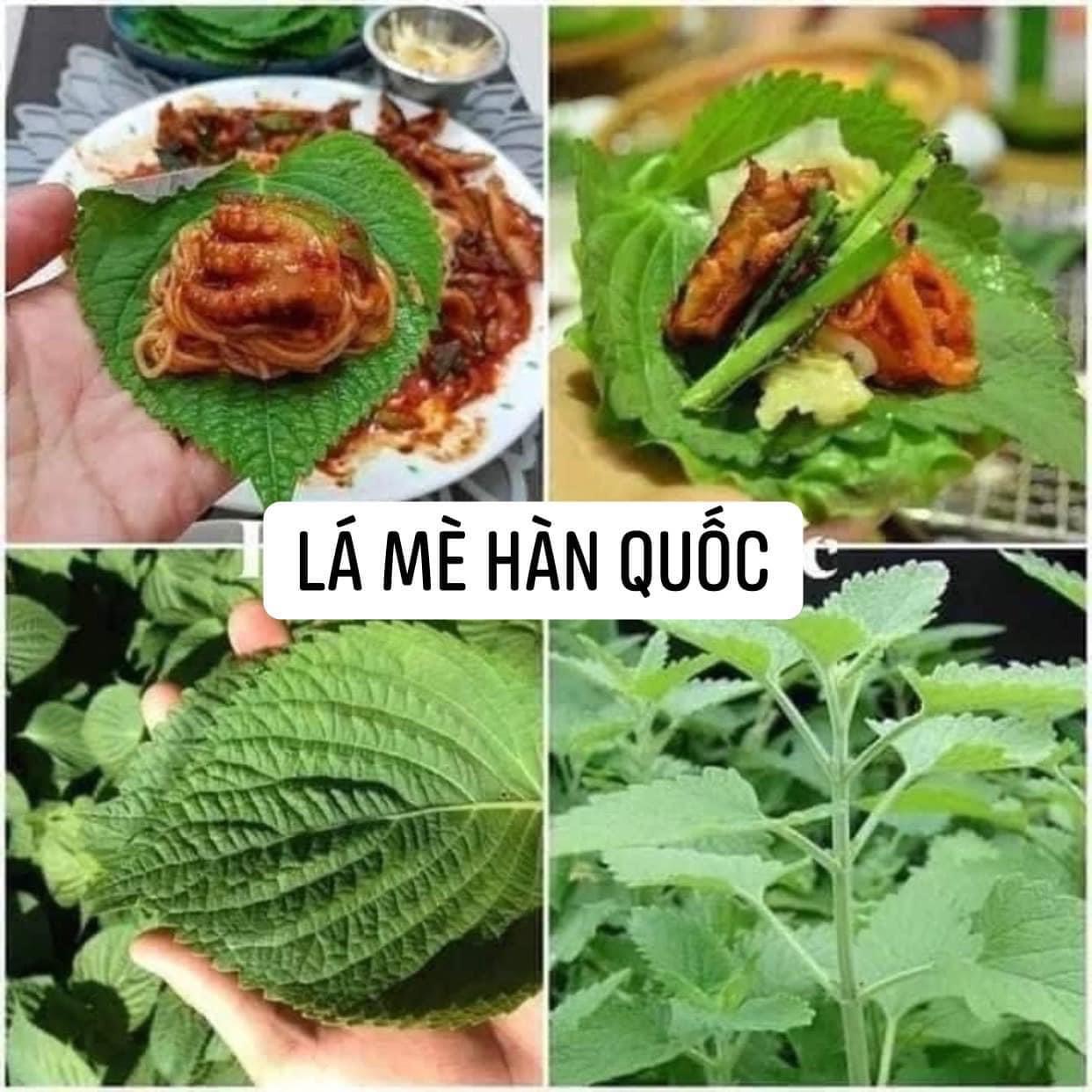 0,5gHạt giống rau thơm Mè Hàn Quốc