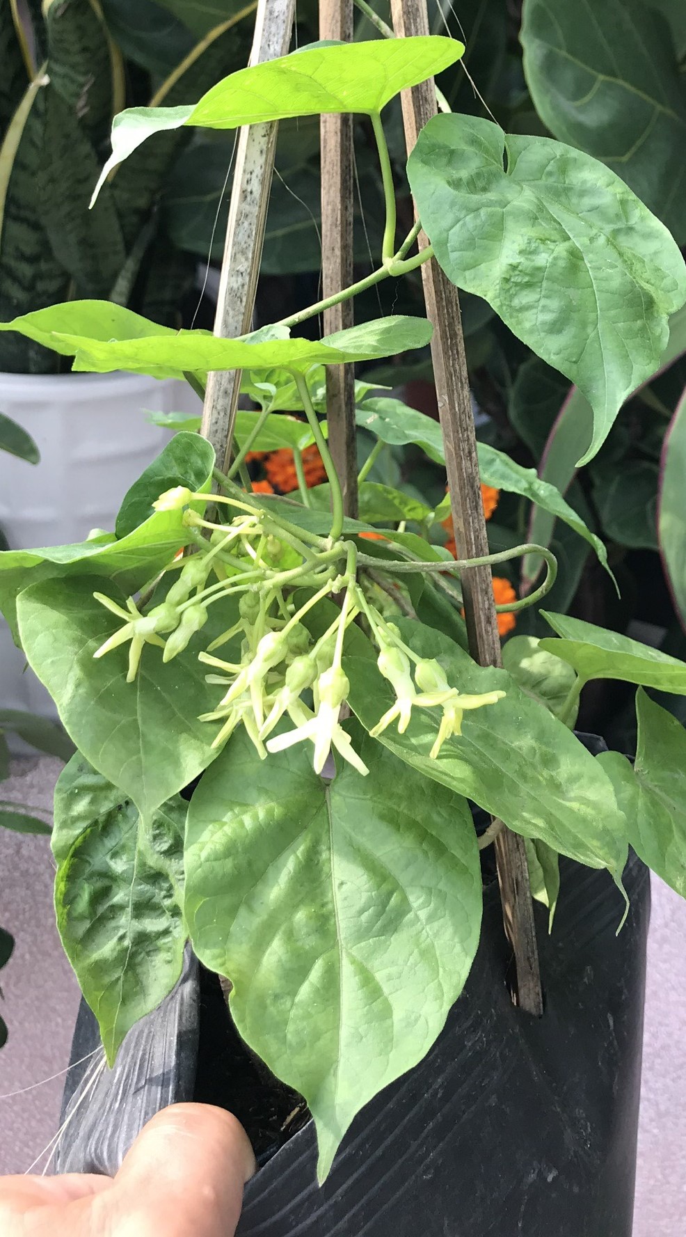 Chậu dây leo hoa Thiên Lý