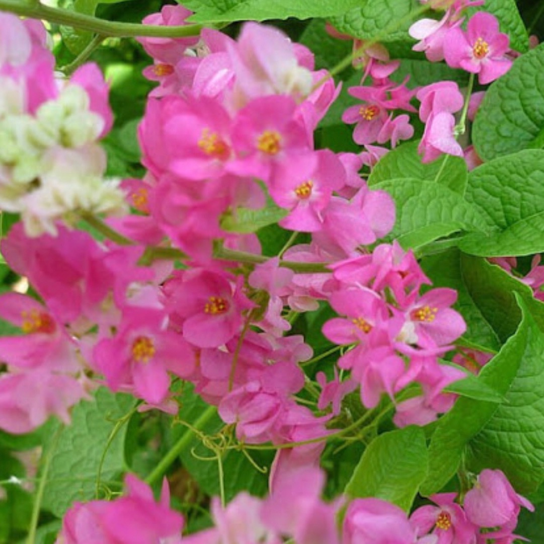 Cây giống hoa ti gôn +tặng phân bón cho cây mau lớn