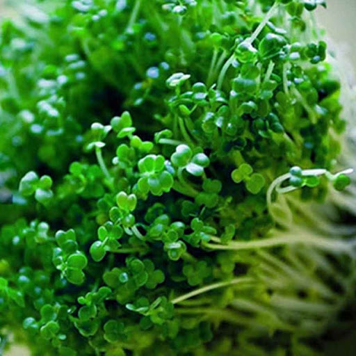 Hạt Giống Rau Mầm Lơ Xanh