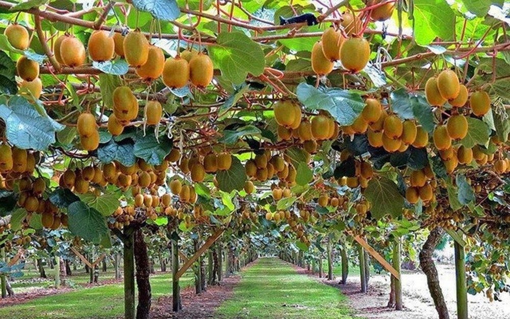 Cây kiwi leo giàn giống nhập khẩu nguyên bầu