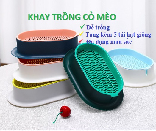 Bộ trồng cỏ mèo thủy sinh