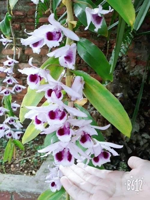 Sản phẩm 1 ki phi điệp, giả hạc