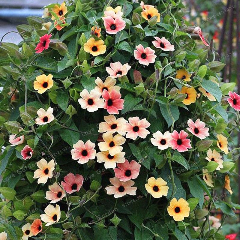 - Hạt giống hoa mắt huyền mix giá rẻ