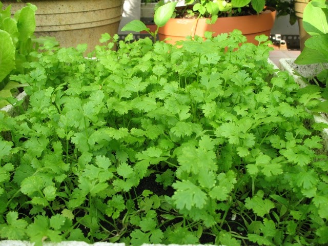 Hạt Giống Rau Mùi - Ngò Ta