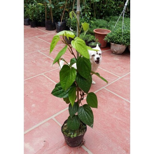 Cây giống cây lá trầu không