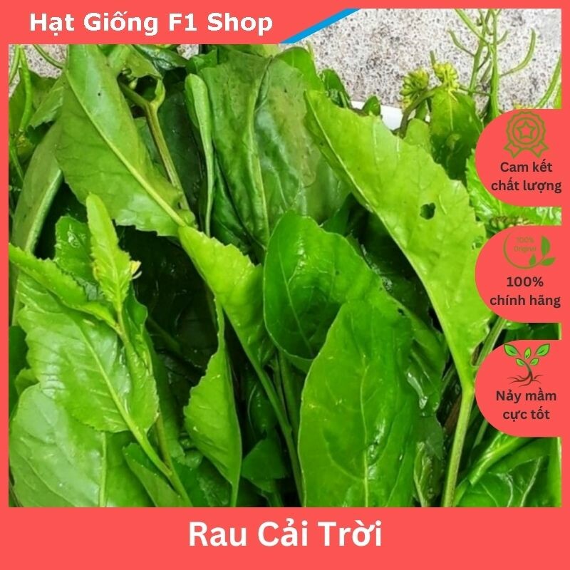 Hạt giống rau cải trời - gói 100 hạt