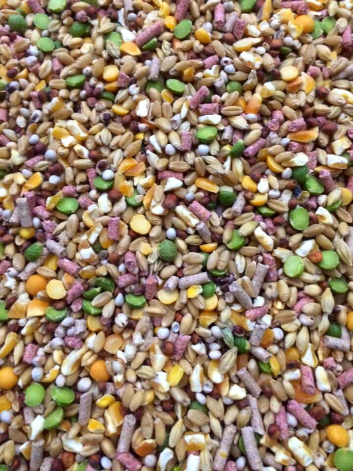 Ngũ cốc gà đá dành cho gà tơ 1kg.