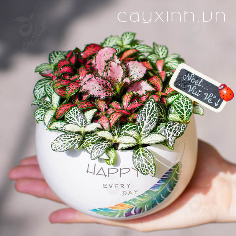 Cây cẩm nhung, lá gấm, fitonia dùng trang trí, tiểu cảnh, terrarium, bán cạn chậu nhỏ 9-10cm.