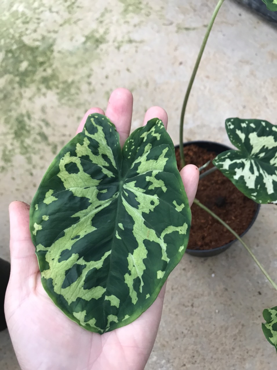 Cây môn lính- Alocasia Hilo beauty.