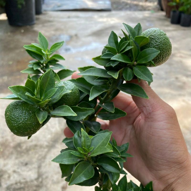 Cam mỹ.... đang trái