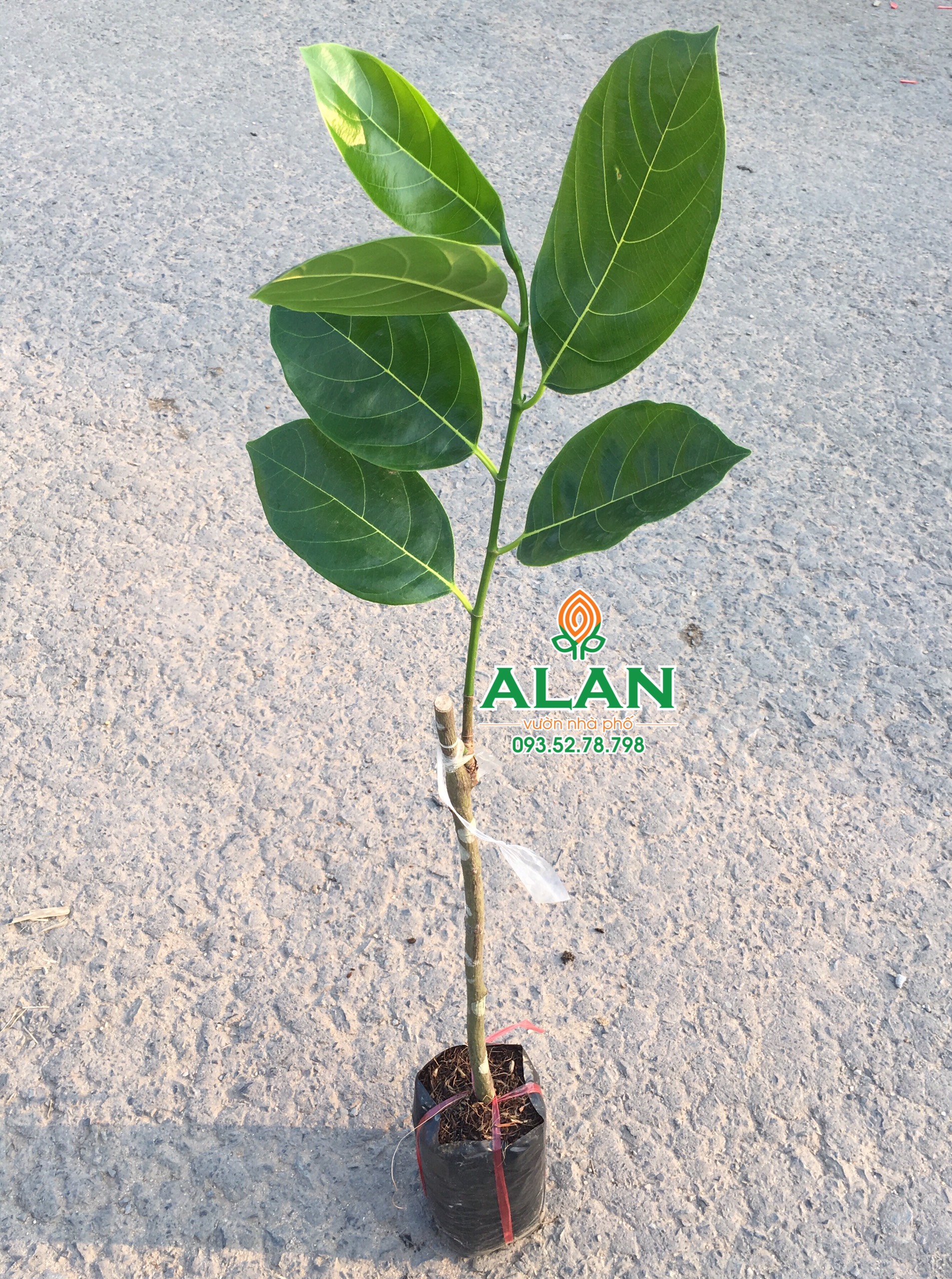 Cây mít siêu sớm cây