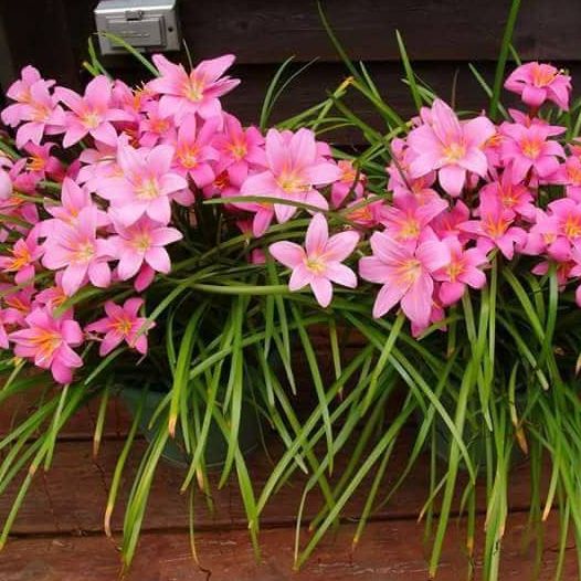 Set 20 củ hoa huệ mưa hồng khủng- củ to khỏe