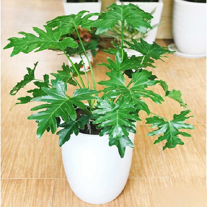 Chậu cây trầu bà cánh phượng mang đến may mắn, niềm vui, tài lộc cho gia chủ