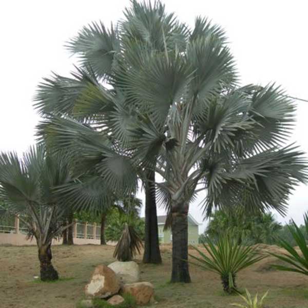 Cây Cọ Cảnh - cây giống